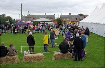 Belford Show