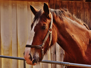 Swinhoe Farm Riding Centre